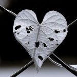 Sống như là… Sống như là...