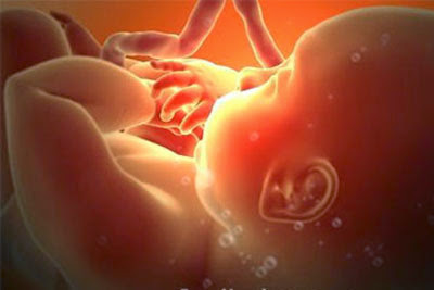 Sự hình thành một thai nhi, từ kinh điển đến khoa học hiện đại?