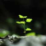 Tâm hư dối thọ nhận mọi cảm giác khổ vui tam-hu-doi-tho-nhan-moi-cam-giac-kho-vui