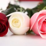Tâm sự một loài hoa tam-su-mot-loai-hoa