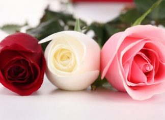 Tâm sự một loài hoa tam-su-mot-loai-hoa