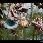 Tội phạm hình sự dưới góc nhìn nhân quả toi-pham-hinh-su-duoi-goc-nhin-nhan-qua
