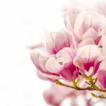Triết lý Phật giáo trong thơ Lâm Thị Mỹ Dạ Triết lý Phật giáo trong thơ Lâm Thị Mỹ Dạ