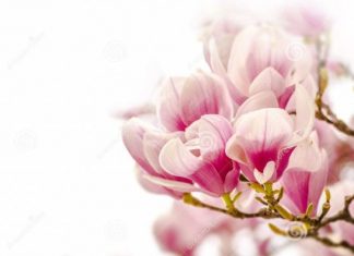 Triết lý Phật giáo trong thơ Lâm Thị Mỹ Dạ Triết lý Phật giáo trong thơ Lâm Thị Mỹ Dạ