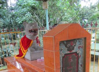 Về cù lao “Ông Hổ” nghe kể chuyện cọp thủy chung Về cù lao “Ông Hổ” nghe kể chuyện cọp thủy chung