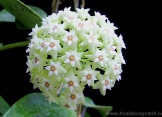Viết cho người yêu hoa: Hoa cẩm cù Viết cho người yêu hoa: Hoa cẩm cù