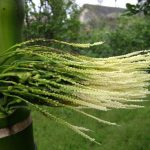 Viết cho người yêu hoa: Hoa cau Viết cho người yêu hoa: Hoa cau