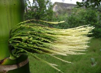 Viết cho người yêu hoa: Hoa cau Viết cho người yêu hoa: Hoa cau