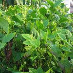Viết cho người yêu hoa: Hương hoa sói Viết cho người yêu hoa: Hương hoa sói