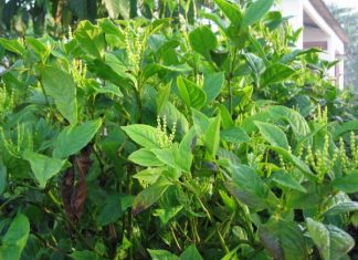 Viết cho người yêu hoa: Hương hoa sói Viết cho người yêu hoa: Hương hoa sói