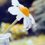 Vượt qua nỗi đau phản bội bằng phương pháp quán vô thường vuot-qua-noi-dau-phan-boi-bang-phuong-phap-quan-vo-thuong