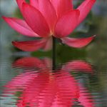 Ăn đúng giờ có năm lợi ích Ăn đúng giờ có năm lợi ích