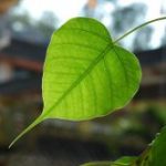 Bát Chánh Đạo Bát Chánh Đạo