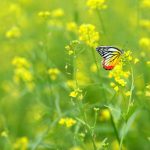 Bướm bay vườn cải hoa vàng Bướm bay vườn cải hoa vàng