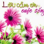 Cám Ơn Cám Ơn