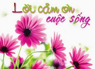 Cám Ơn Cám Ơn