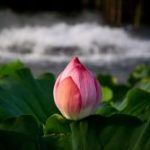 Cha – Mẹ – Ân sư Cha - Mẹ - Ân sư