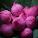 Chùm thơ tim ruột Chùm thơ tim ruột