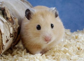 Chuột sa chĩnh gạo Chuột sa chĩnh gạo