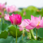 Chuyển hóa tâm (chương 1) Chuyển hóa tâm (chương 1)