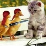 Có ai muốn đánh đổi sự bất hạnh của mình không? Có ai muốn đánh đổi sự bất hạnh của mình không?