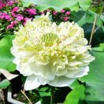 DBH – 1. Lời nói đầu DBH - 1. Lời nói đầu