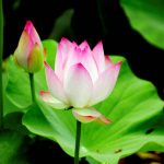 Đi vào đời ác năm trược Đi vào đời ác năm trược