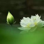 Do may mắn hay do có phước? Do may mắn hay do có phước?