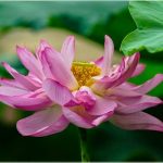 Đơn Giản Hóa Cuộc Sống Đơn Giản Hóa Cuộc Sống