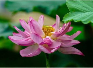 Đơn Giản Hóa Cuộc Sống Đơn Giản Hóa Cuộc Sống
