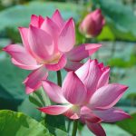 Đức Dalai Lama nói về Phật giáo ứng dụng (P2) Đức Dalai Lama nói về Phật giáo ứng dụng (P1)