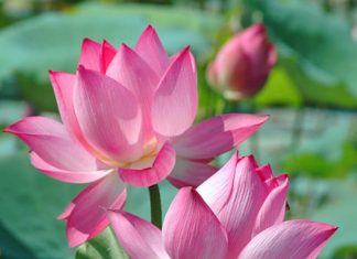 Đức Dalai Lama nói về Phật giáo ứng dụng (P1) Đức Dalai Lama nói về Phật giáo ứng dụng (P1)