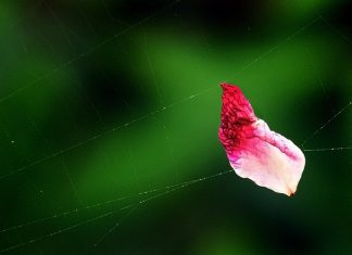 Đường trần đâu có gì… Đường trần đâu có gì…
