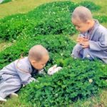 Gieo chi hận oán Gieo chi hận oán