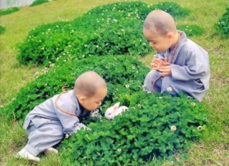 Gieo chi hận oán Gieo chi hận oán