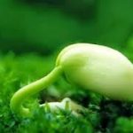 Hai điều vui khổ Hai điều vui khổ