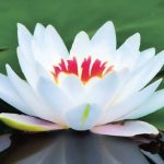 Hai nẻo đạo đời Hai nẻo đạo đời