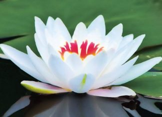 Hai nẻo đạo đời Hai nẻo đạo đời