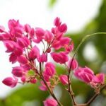 Hai Sắc Hoa Ty-Gôn Hai Sắc Hoa Ty-Gôn