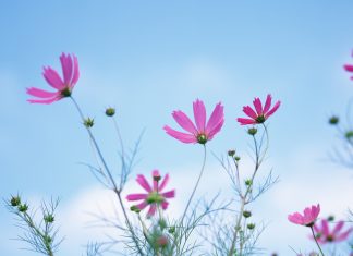 Hạnh chân thật Hạnh chân thật