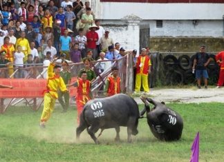 Kẻ mê vui trong đau khổ các loài súc sinh Kẻ mê vui trong đau khổ các loài súc sinh