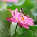 Khó được ở đời Khó được ở đời