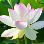 Không quyến luyến, không trốn tránh Không quyến luyến, không trốn tránh