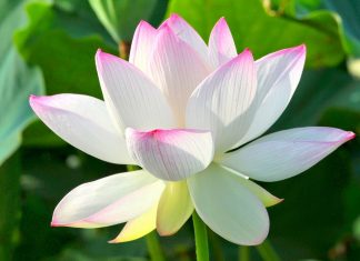 Không quyến luyến, không trốn tránh Không quyến luyến, không trốn tránh