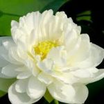 Lời khuyên để có được sự thanh tịnh tâm hồn Lời khuyên để có được sự thanh tịnh tâm hồn