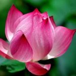 Lotus – Hoa sen Lotus - Hoa sen