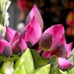 Miệng thoảng hương sen Miệng thoảng hương sen