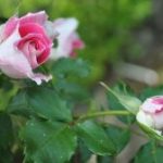 Một đóa trắng hồng Một đóa trắng hồng