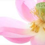 Nền tảng nếp sống chân – thiện – mỹ nen-tang-nep-song-chan--thien--my