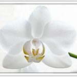 Nhớ Mẹ Nhớ Mẹ